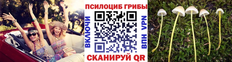 blacksprut   Ермолино  Псилоцибиновые грибы мицелий  купить  цена 